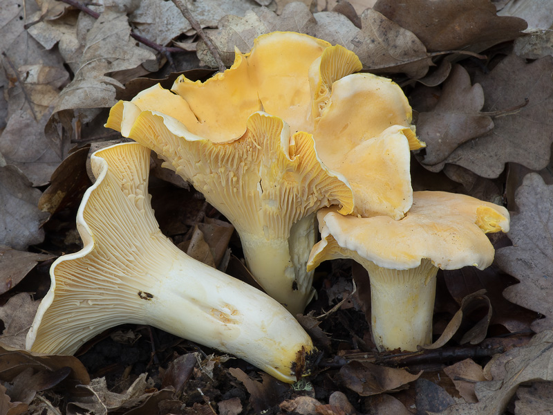 Cantharellus pallens